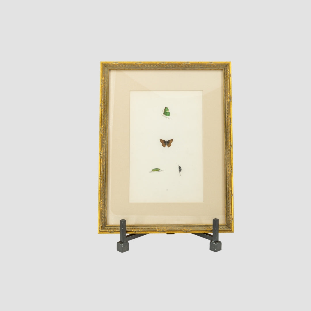 Study of a Butterfly Lithograph Art
