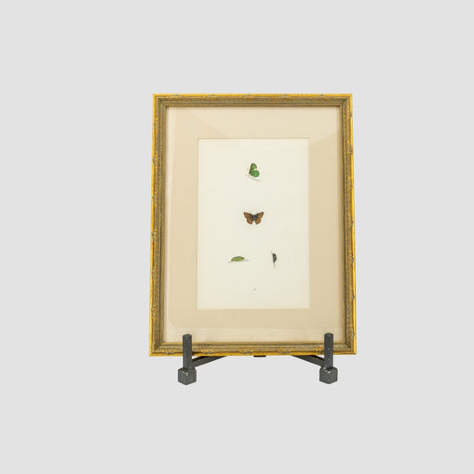 Study of a Butterfly Lithograph Art